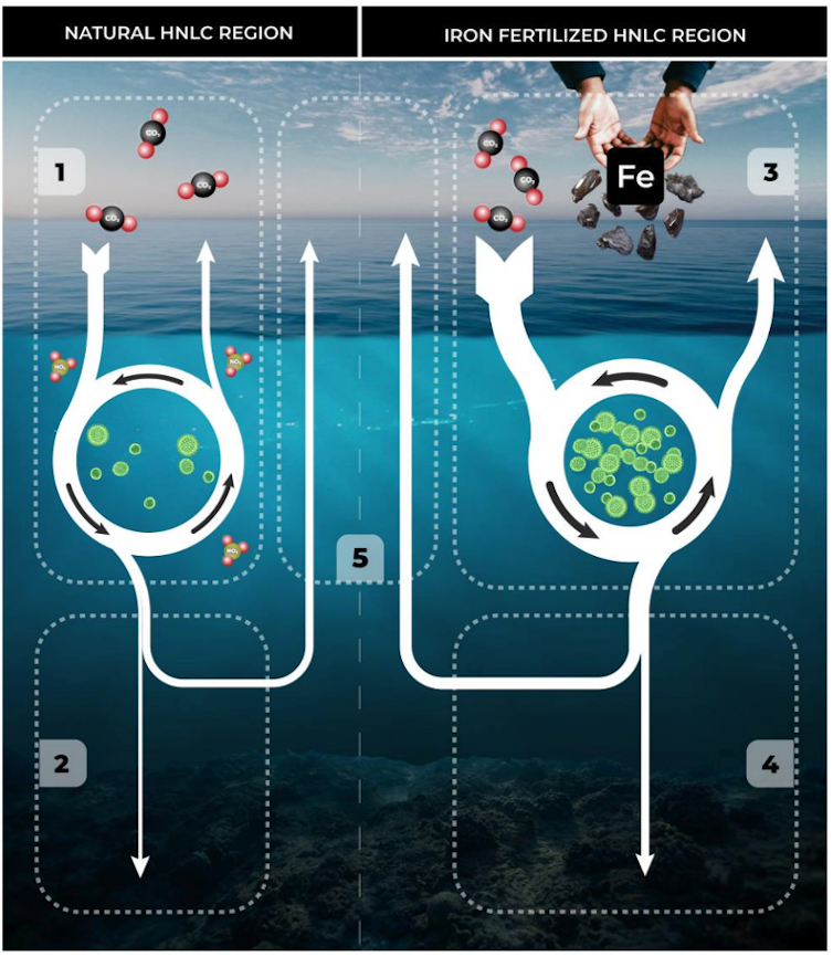 The marine biological carbon pump