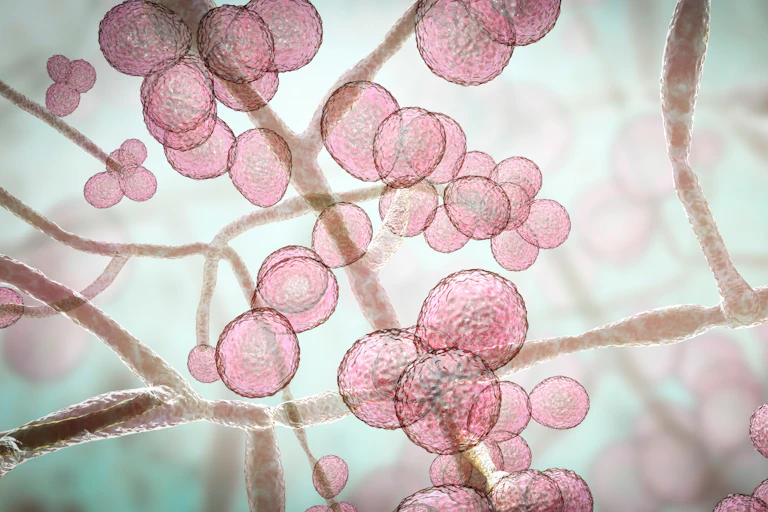 Ilustración de _Candida auris_.