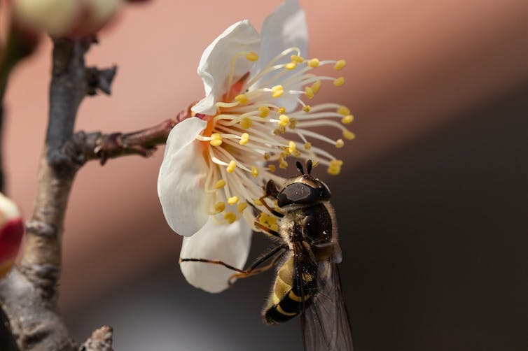 A hoverfly visiting a flower.