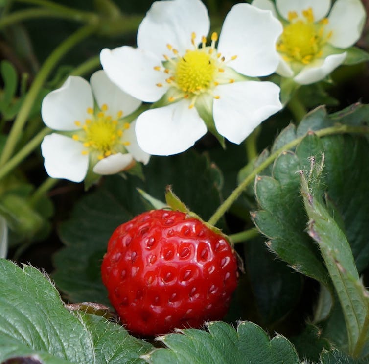 Strawberry flowers and fruit.