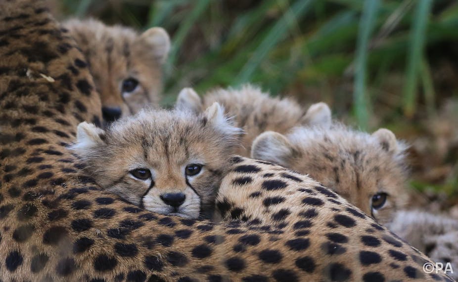 Captive breeding could bring big cats back from the brink