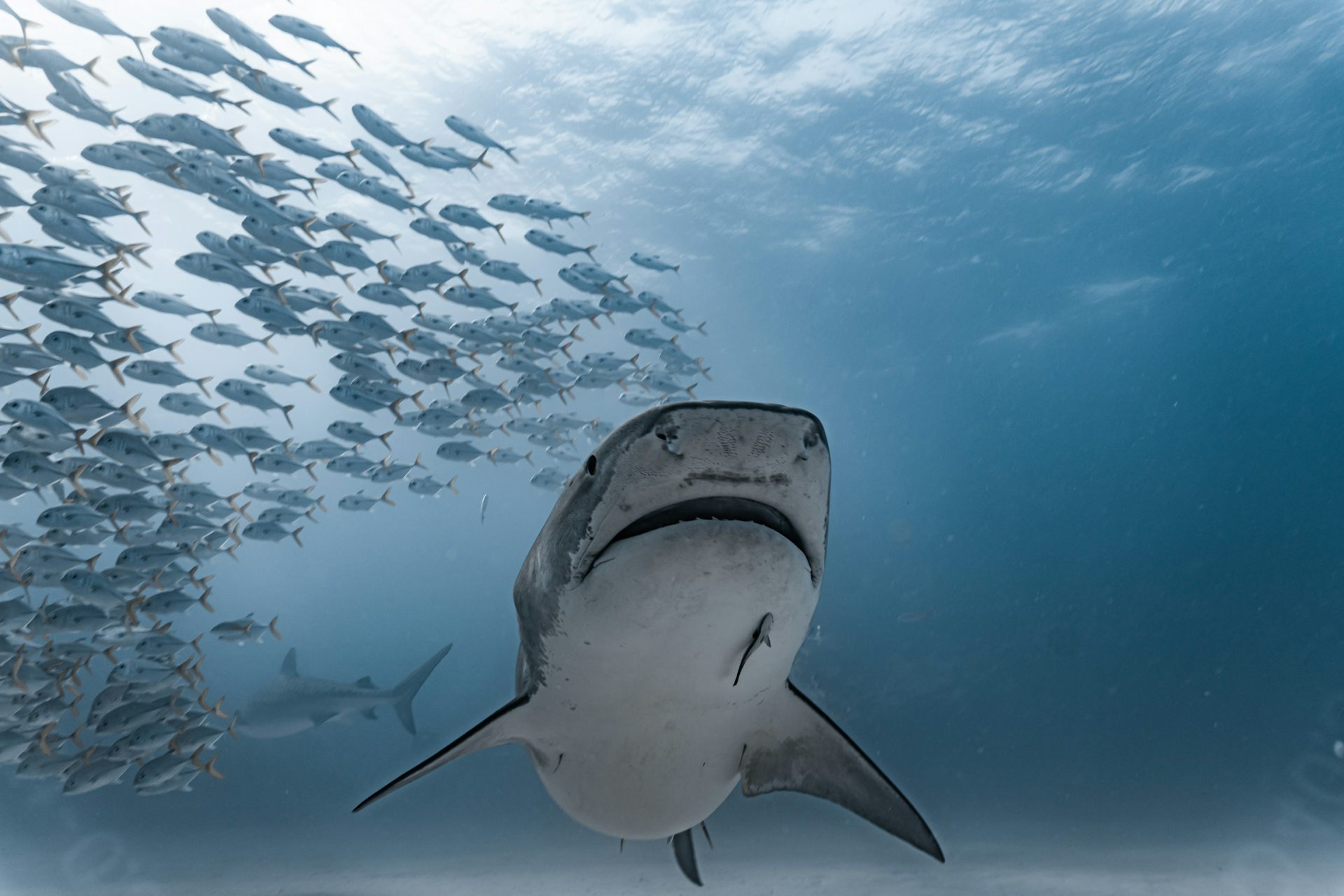 Reversing The Decline In Shark And Ray Populations Is Possible, But ...