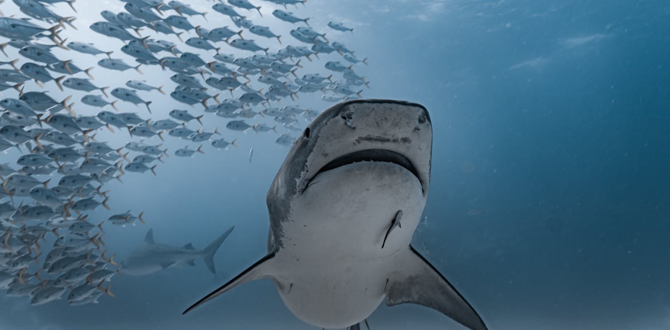 Loss, decay and bleaching: why sponges may be the ‘canary in the coal ...