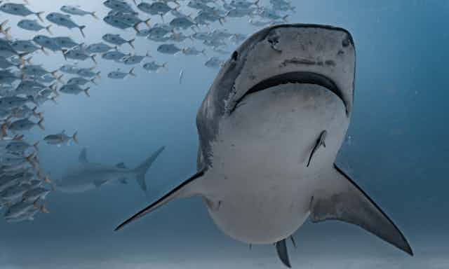 Two Tiger sharks are swimming close to a shoal of fish. 