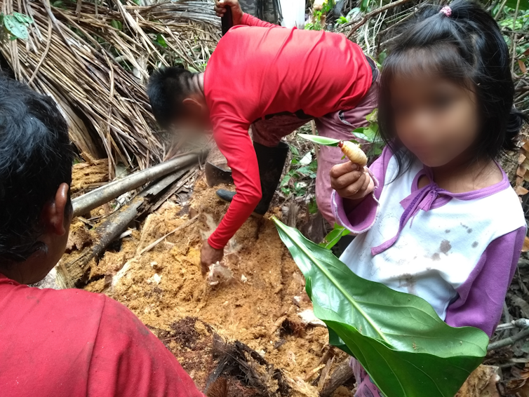 Una niña indígena sostiene un insecto mientras su familia trabaja a su lado