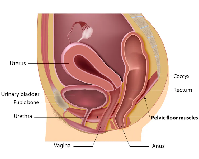 Illustration of female pelvic floor muscles and urinary tract