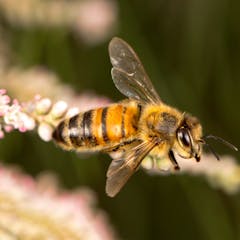 Climate Change Is Ratcheting Up the Pressure on Bees