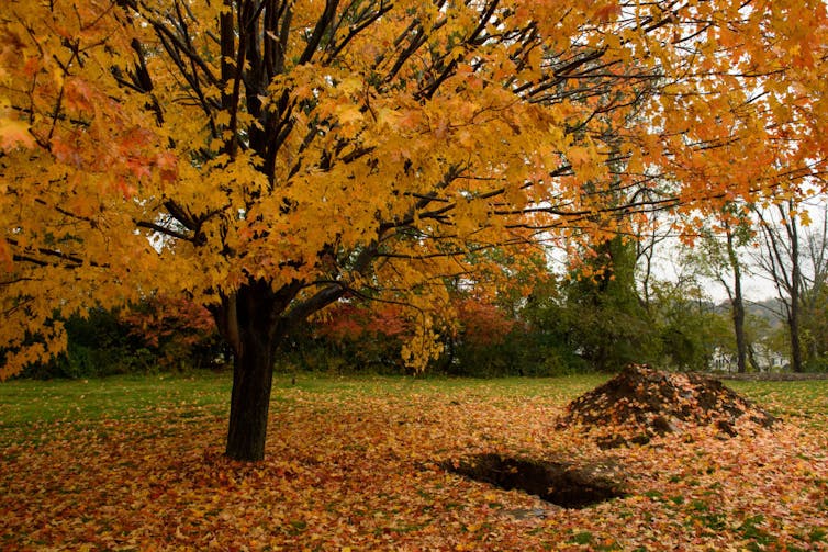 An orange, autumn-foliage tree with long branches extending over an open grave.