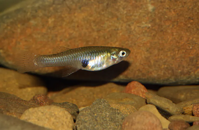 gambusia
