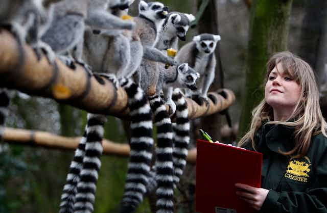 Conservation researcher counts Ringtailed Lemurs at a Zoo