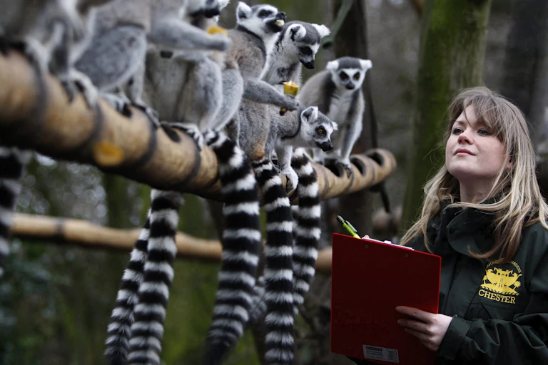 Conservation researcher counts Ringtailed Lemurs at a Zoo