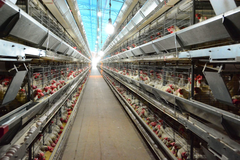 Nave con gallinas ponedoras en jaulas.