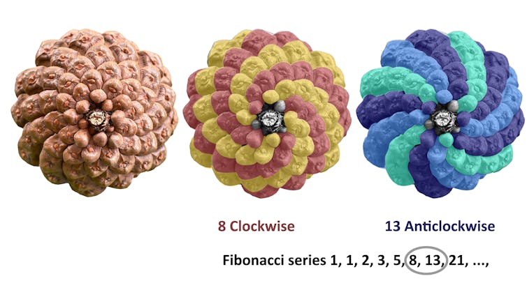 The same pine cone colour coded to show 8 clockwise and 13 anticlockwise spirals.