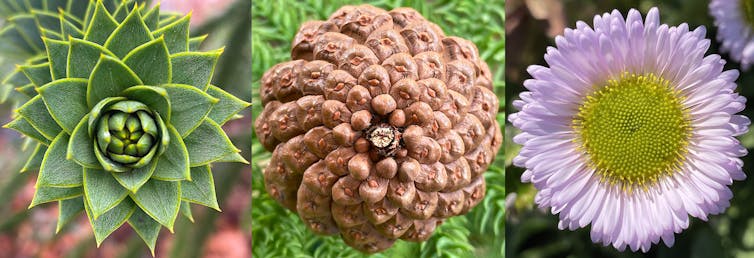 Three examples of living plants with Fibonacci spirals.