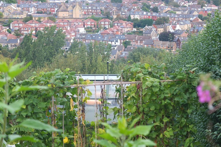 Urban UK allotments with a city background.
