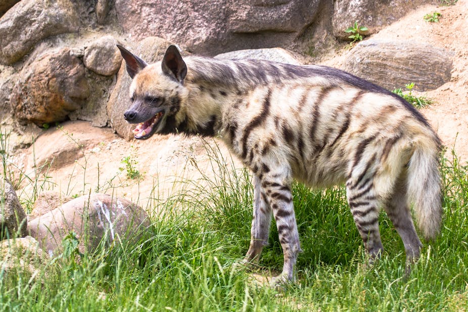 Les animaux, ces inventeurs de génie