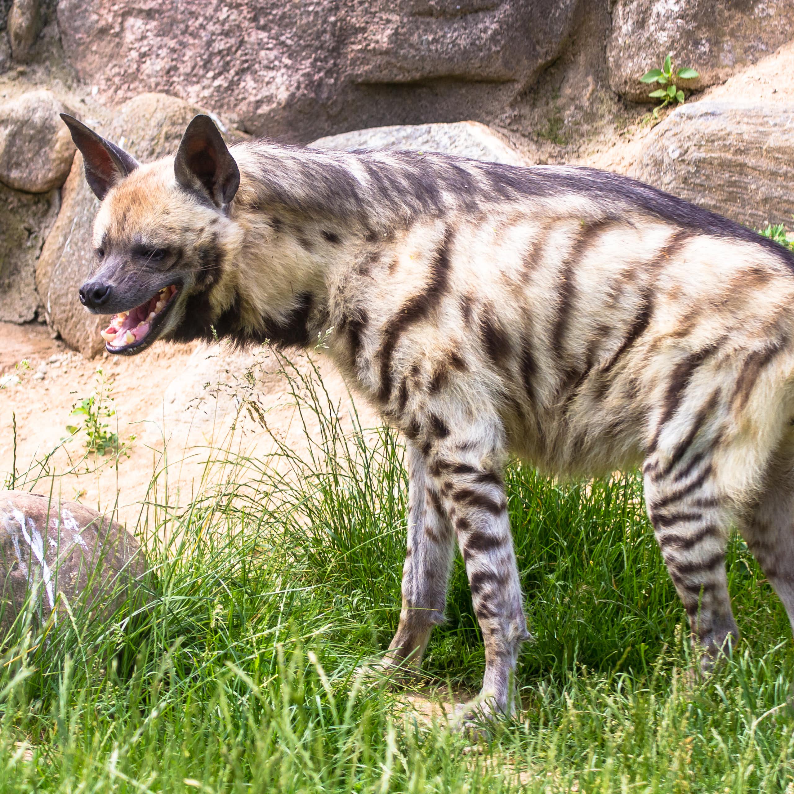 Photographie d'une hyène.
