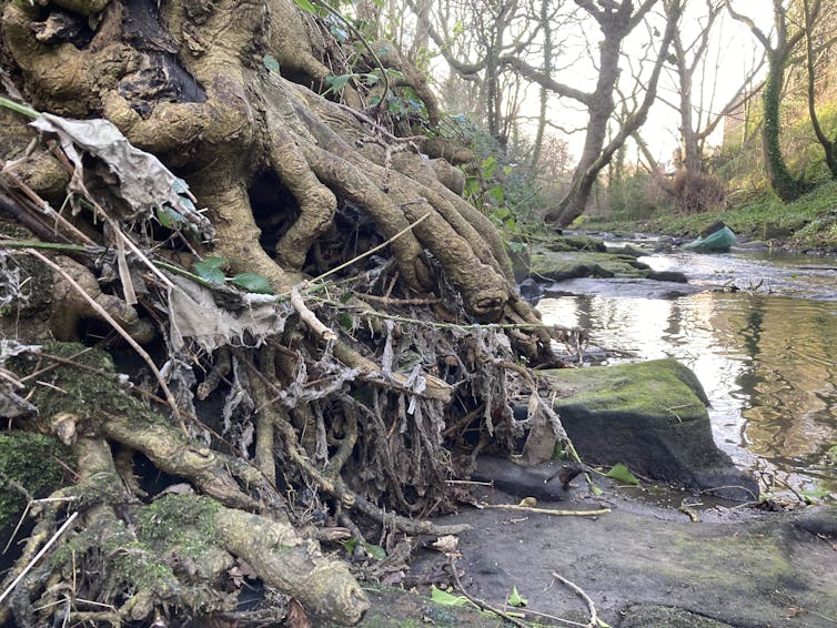 Tree roots overhanging a river covered with litter.