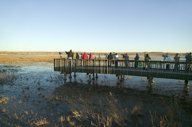 People on a deck at sunrise watch birds through binoculars and spotting scopes.