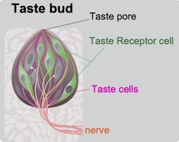 A diagram of a taste bud, with arrows pointing to the taste pore, a taste receptor cell and taste cells.