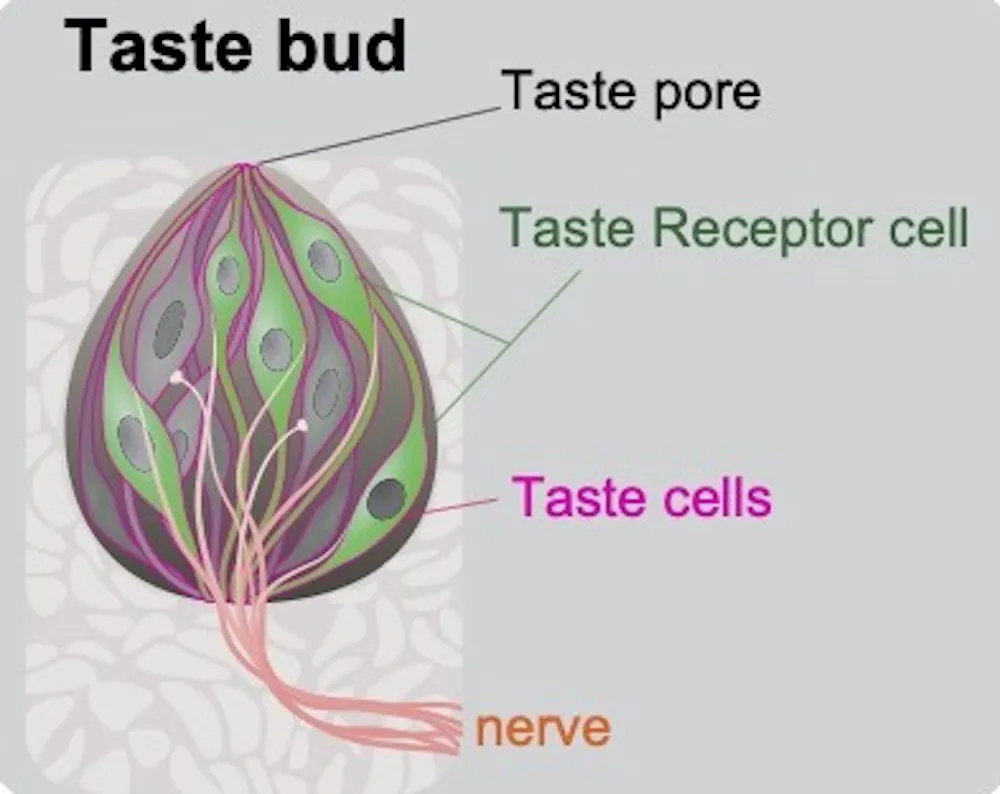 Does Your Butt Have Taste Buds