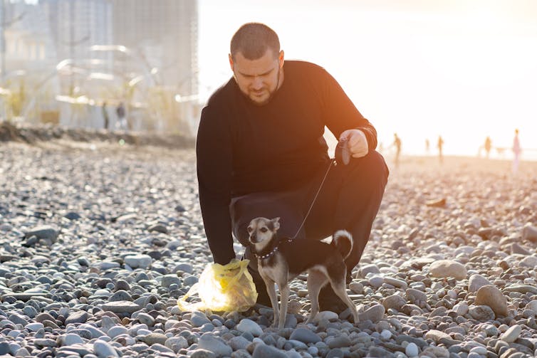 Dog owner bagging up pet's poop