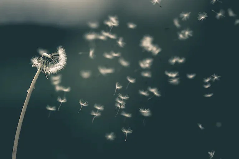 Kepala biji dandelion yang menebarkan bijinya tertiup angin