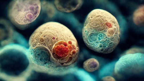 Scientists have created synthetic human embryos. Now we must consider the ethical and moral quandaries