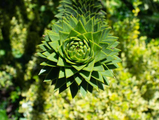 Close-up shot of the spiky branches of a monkey puzzle tree.