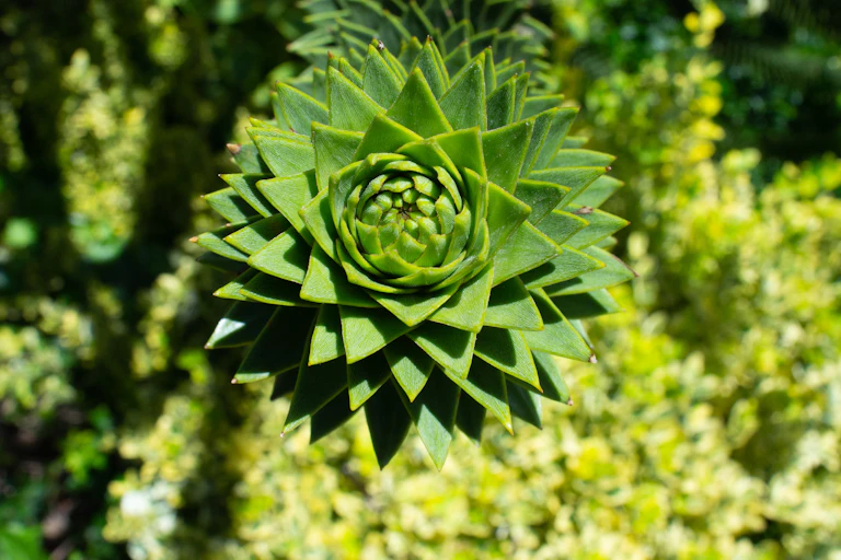 Close-up shot of the spiky branches of a monkey puzzle tree.