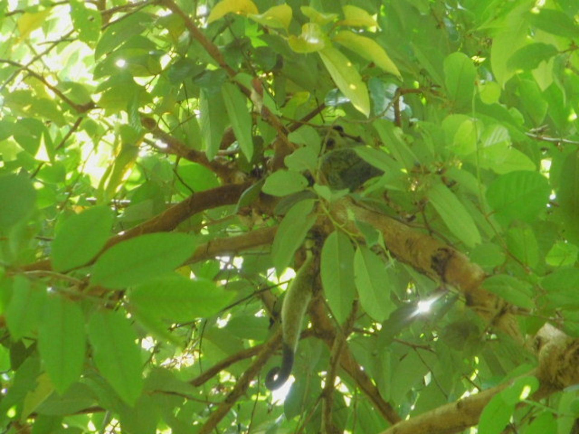 Kerja sama ilmuwan-masyarakat merangsang geliat konservasi ‘spesies terlupakan’ Indonesia