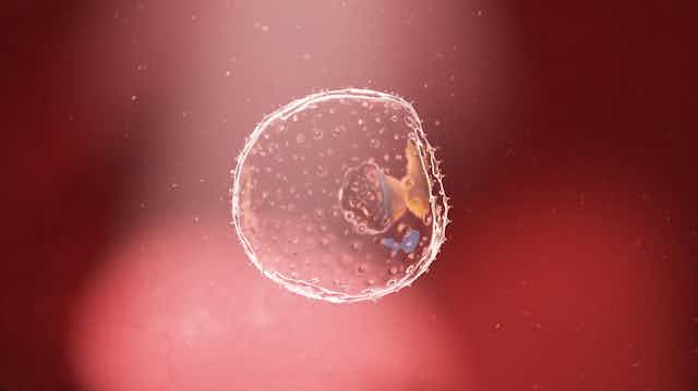 An illustration of a week 2 human embryo.