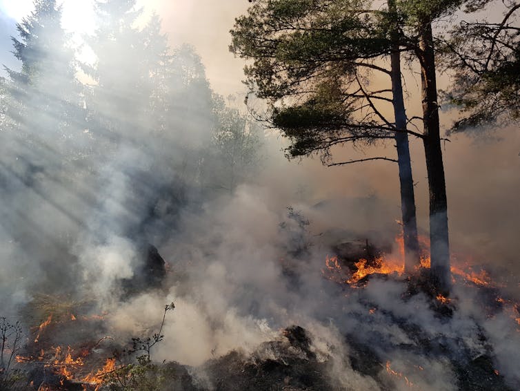 A forest on fire.
