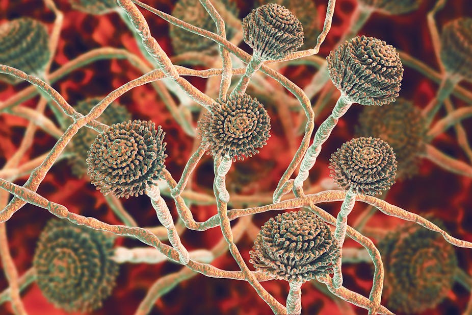 Computer illustration of microscopic fungus