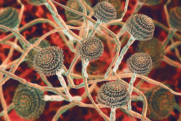 Computer illustration of microscopic fungus