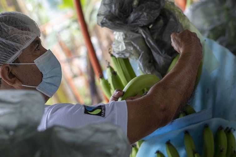 A farmer tending to a banana tree.