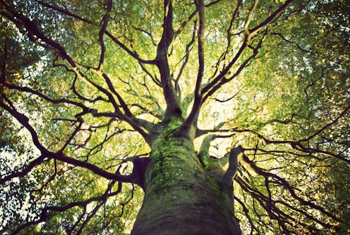 The tree of life has been a powerful image in Jewish tradition for thousands of years – signifying much more than immortality