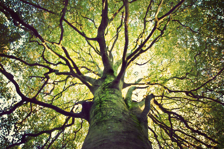 A large tree, viewed from below looking up into its branches.