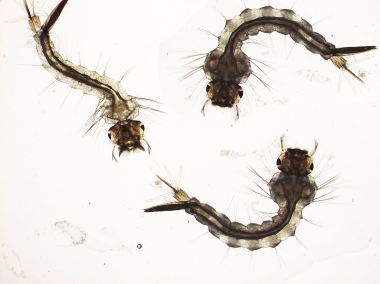 Culex quinquefasciatus larvae Mosquito larvae feed by filtering food from water. Getting rid of standing water can reduce mosquito habitats.