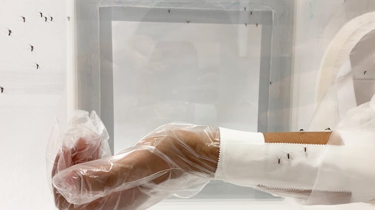 A researcher's arm covered in a protective sleeve, with part of their skin exposed while mosquitoes fly around.