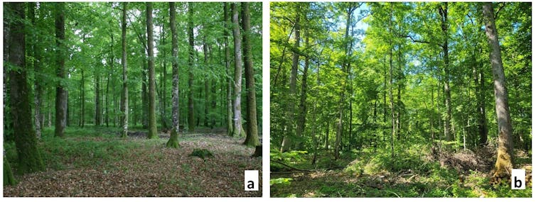 Photo a : arbres assez écartés, pas de couverture végétale au sol ; photo b : arbres moins bien alignés, plus de couverture végétale au sol