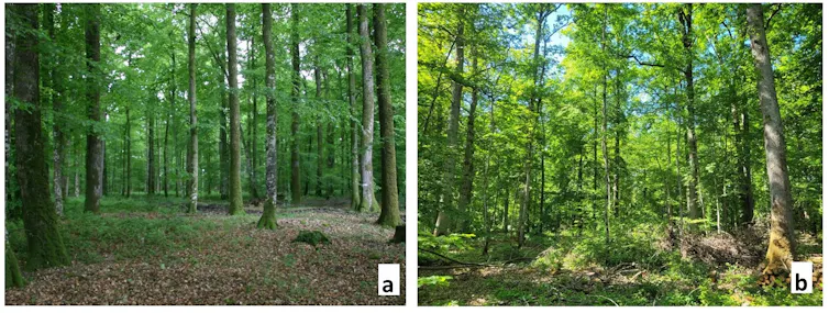 Photo a : arbres assez écartés, pas de couverture végétale au sol ; photo b : arbres moins bien alignés, plus de couverture végétale au sol