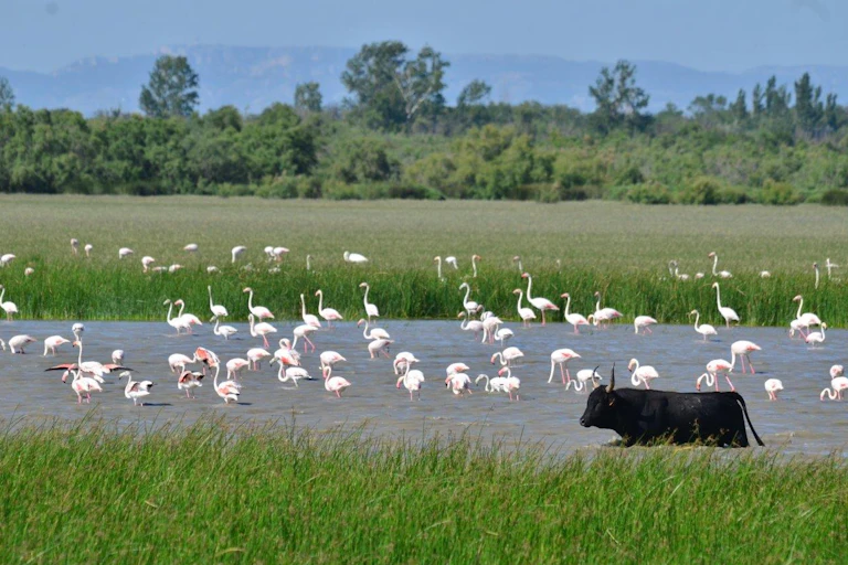 Groupe de flamants rose et un taureau dans un bras d'eau