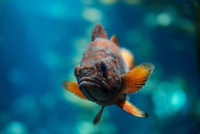 A close up photo of a sad looking fish with orange fins against a blurred blue-green background