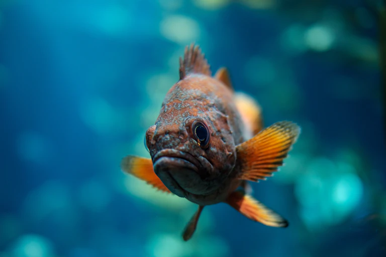A close up photo of a sad looking fish with orange fins against a blurred blue-green background