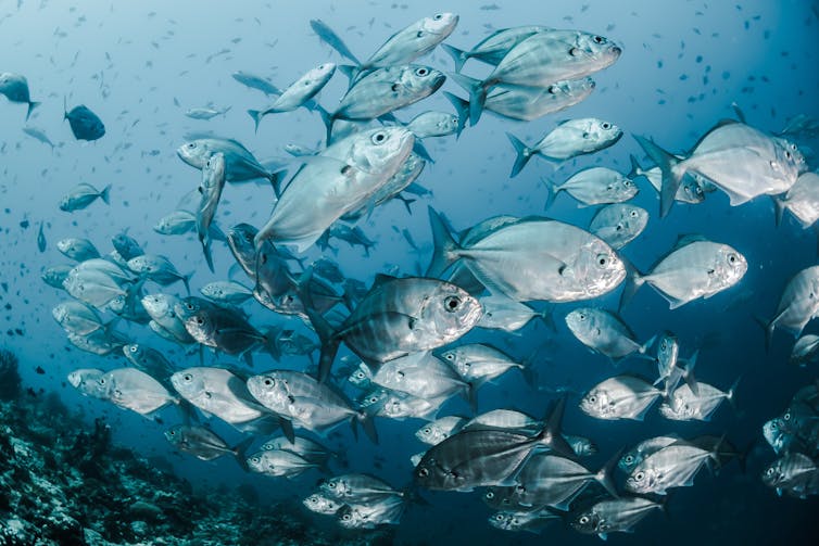 An underwater photo showing a large number of round, silvery fish