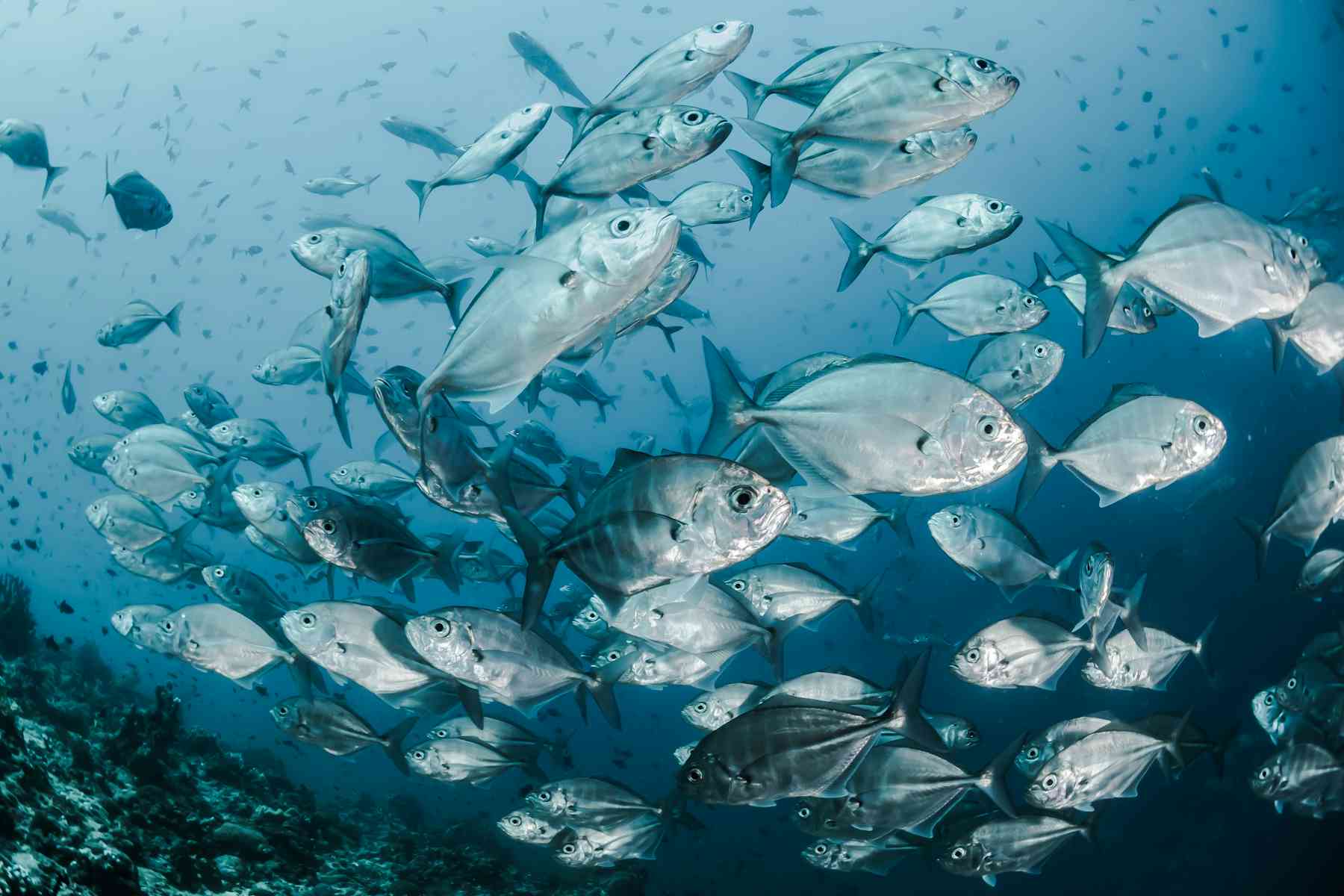 The world’s fish are shrinking as the climate warms. We’re trying to ...