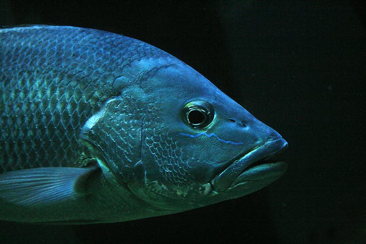 A side-on photo of a silvery-blue fish, showing its head and gills