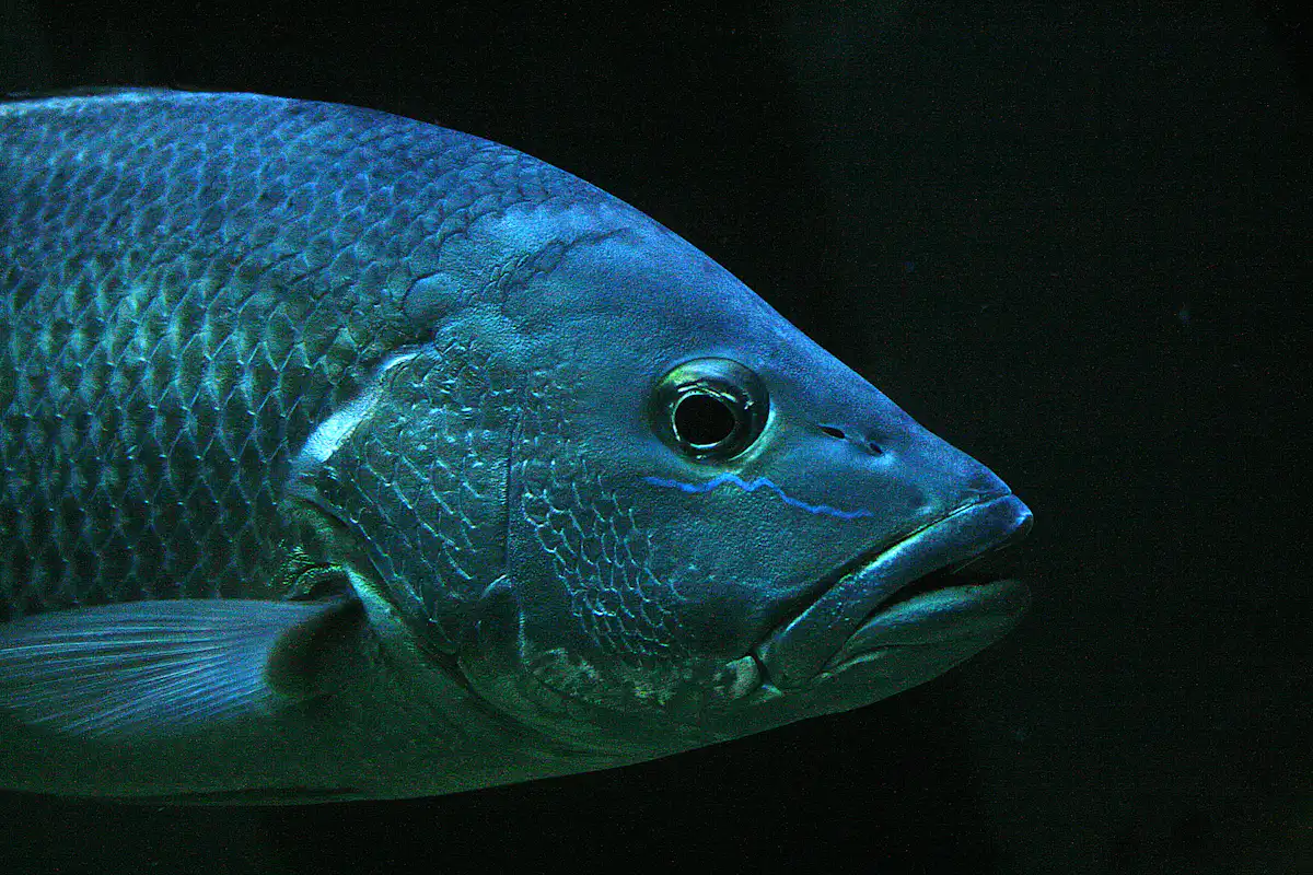 How We Fish The world’s fish are shrinking as the climate warms. We’re trying to ...