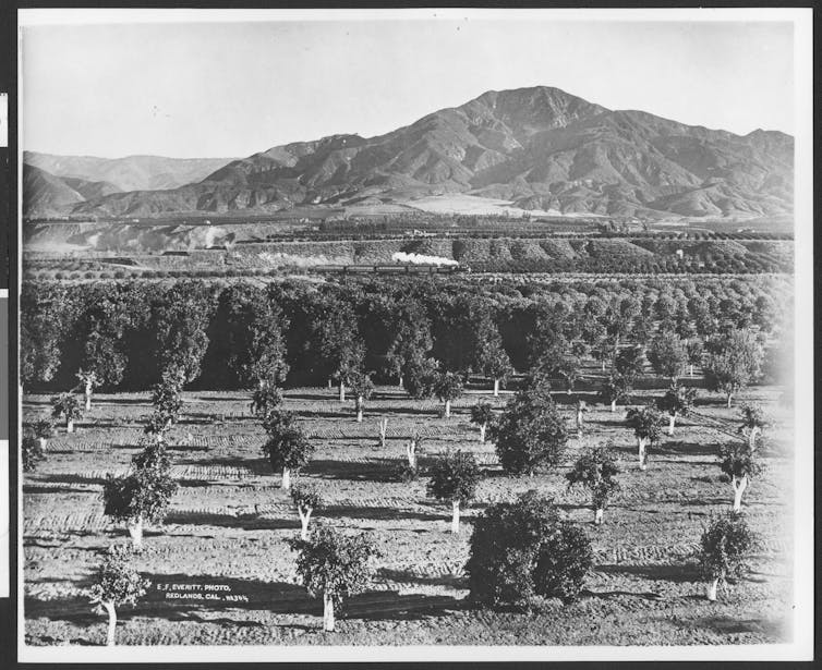 Photograph of orange grove and passenger train in Southern California, ca. 1880.